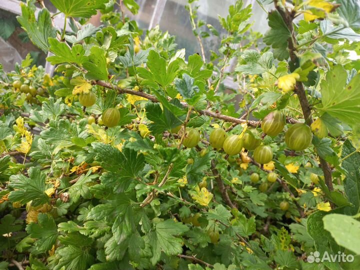 Крыжовник зеленый сладкий