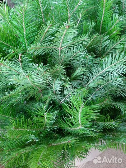 Веник пихтовый