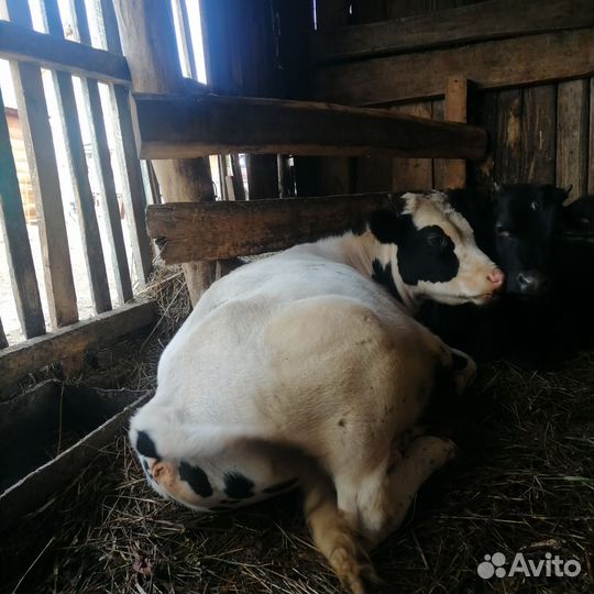 Продам бычков