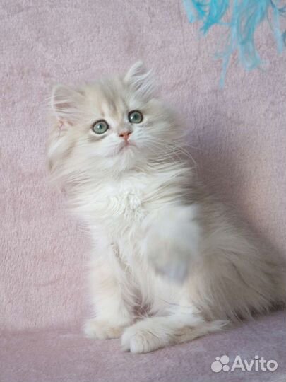 Длинношерстный мальчик, голубое золото