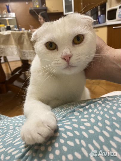 Шотландская вислоухая кошечка