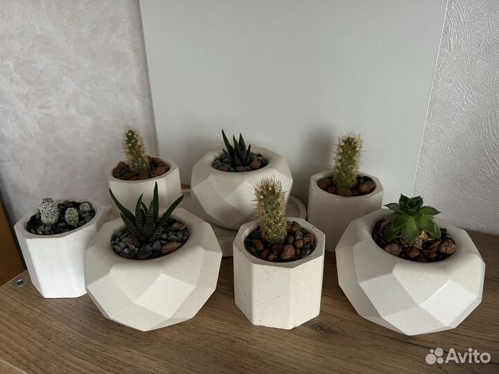 Кактусы и суккуленты