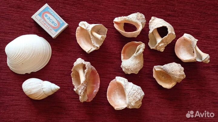 Ракушки, раковины морские