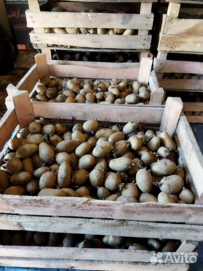 Картофель семена