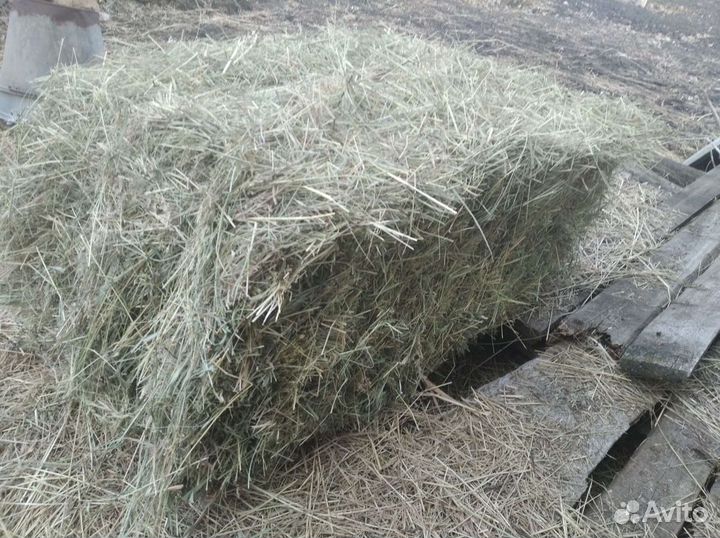 Сено в тюках свежее