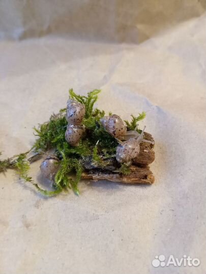 Улитки ахатины