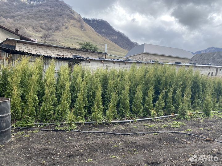 Туи в наличии