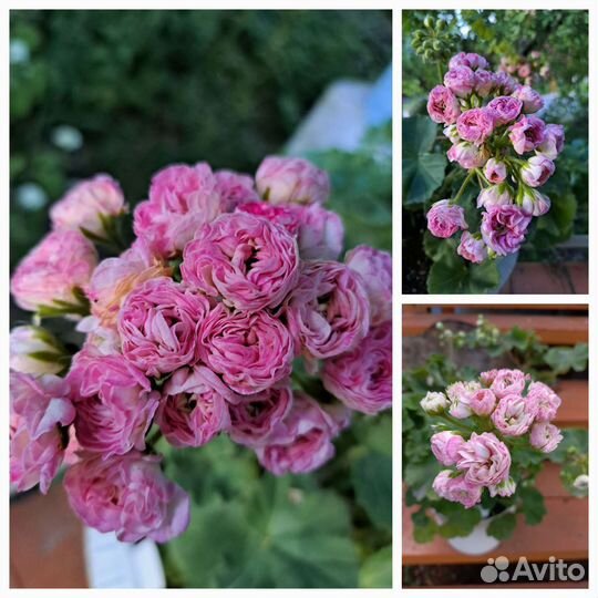 Пеларгония герань