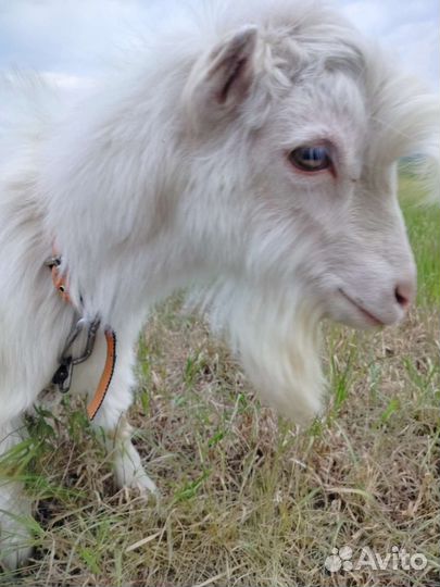 Козел, козлята