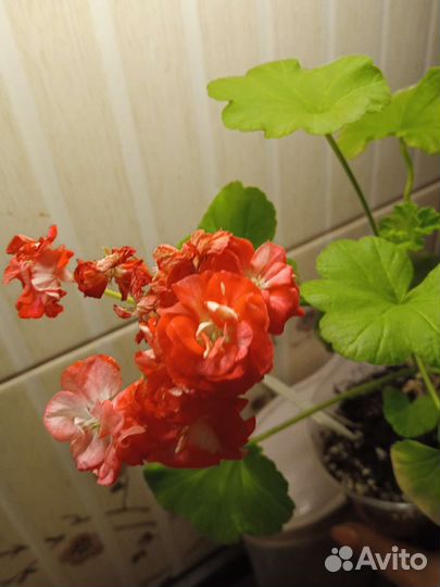 Пеларгония герань Dung Geul Dung Geul miso