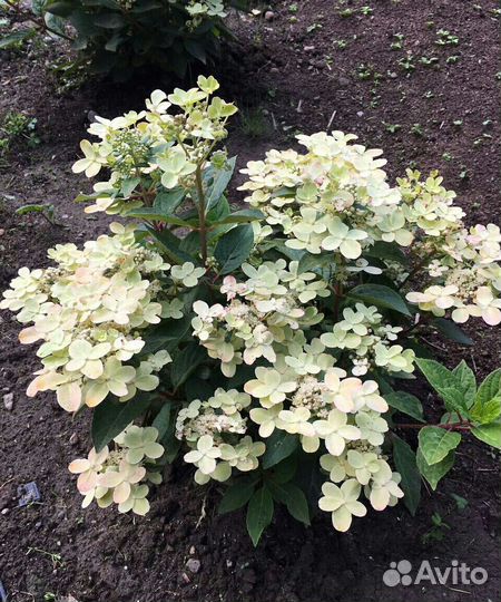 Гортензия Полистар