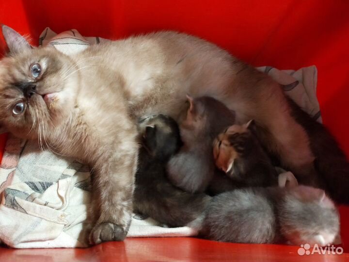 Британский кот приглашает на вязку