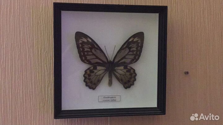 Коллекционные бабочки