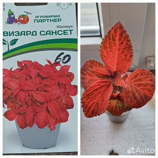 Колеусы вегетативные