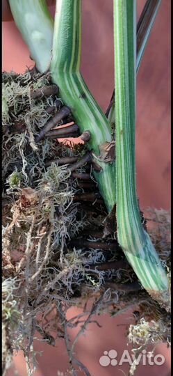 Монстера Альба делециоза