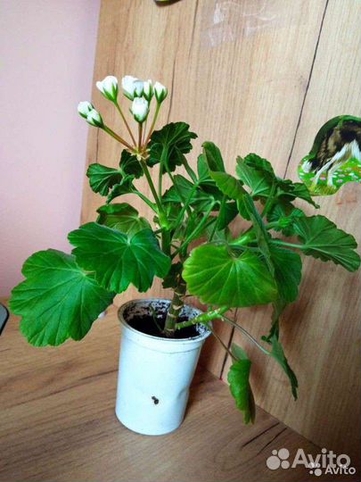 Пеларгония April snow