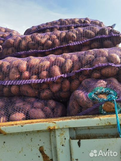 Картофель свежий красный опт