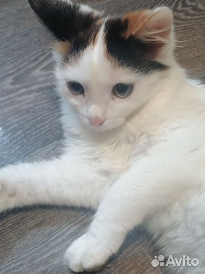 Кошка в дар