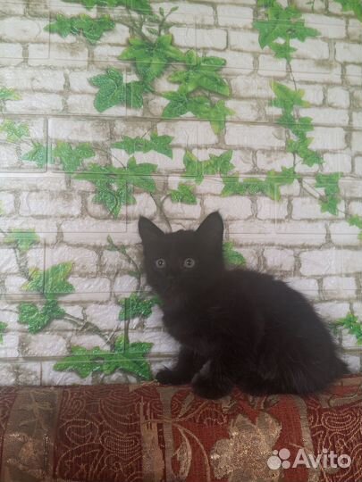 Котята в добрые руки, мальчики