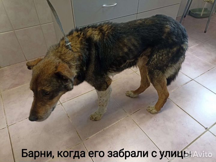 Собака в добрые руки