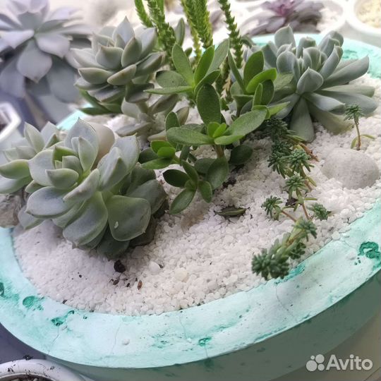 Мраморная крошка для присыпки растений