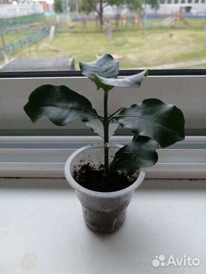 Комнатная экзотика