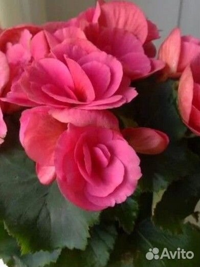 Бегония элатиор