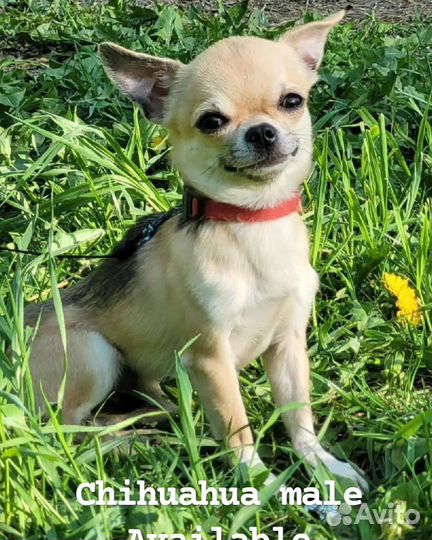 Чихуахуа мальчики, девочки