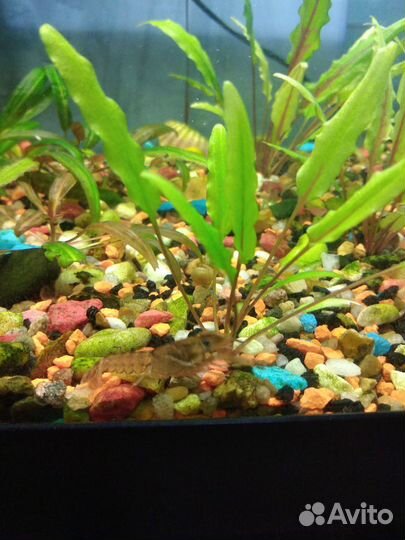 Криптокарина