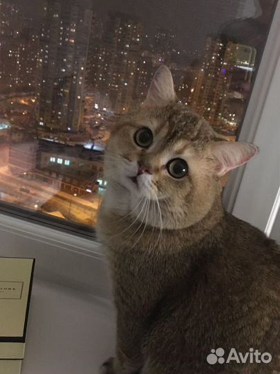 Вязка золотой Шотландский страйт