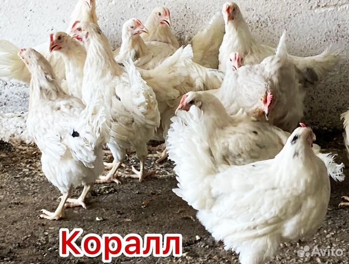 Куры молодки несушки