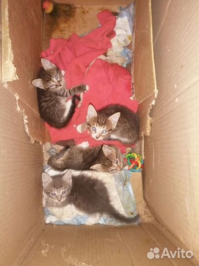 Коты В добрые руки