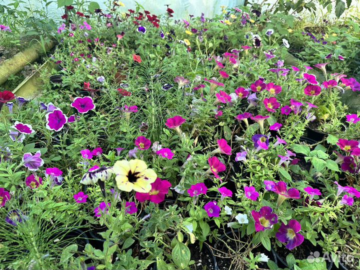 Продажа посадочного материала