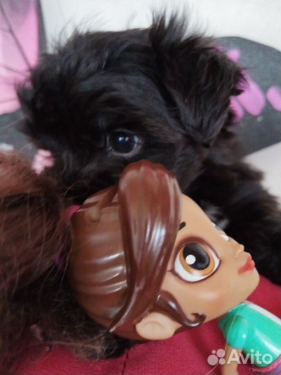 Мальчик йорк