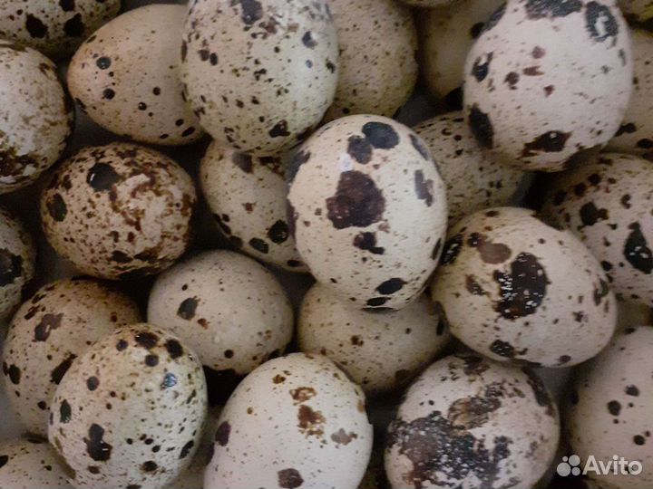 Перепелиное яйцо на инкубацию