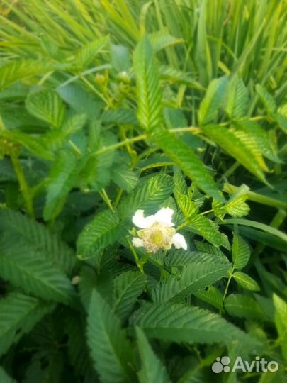 Тибетская малина саженцы, ремонтантная малина