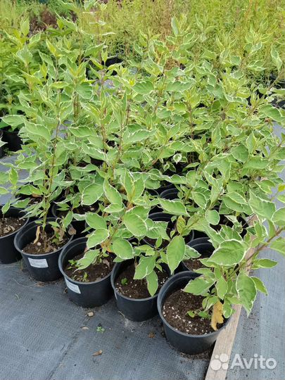 Дерен элегантиссимо