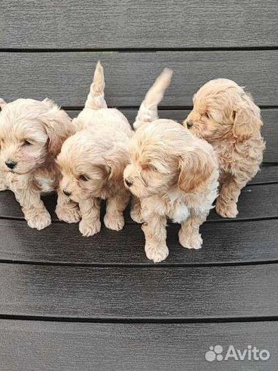 Мальтипу мини и стандарт