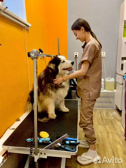 Стрижка собак и кошек. Мойка для крупных собак
