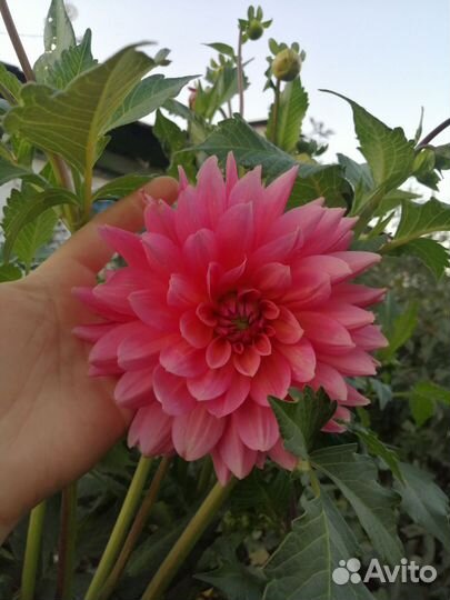 Георгины клубни