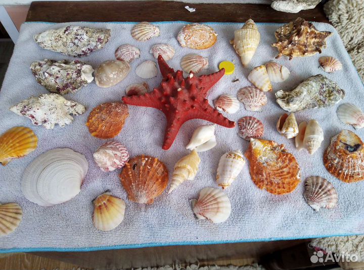 Ракушки для аквариума