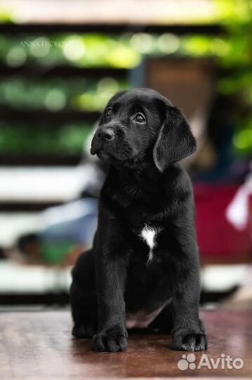 Щенки лабрадора