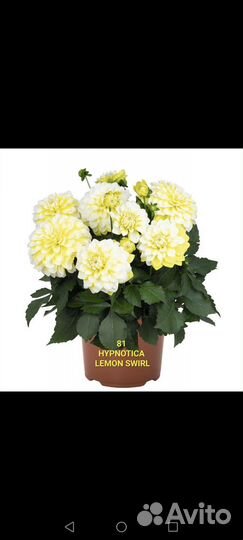 Цветы для дачи и дома