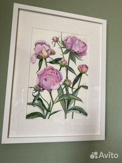 Картина Пионы акварель ботаника