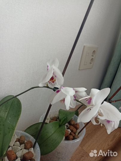 Орхидея фаленопсис