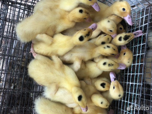 Мулард подрощенный