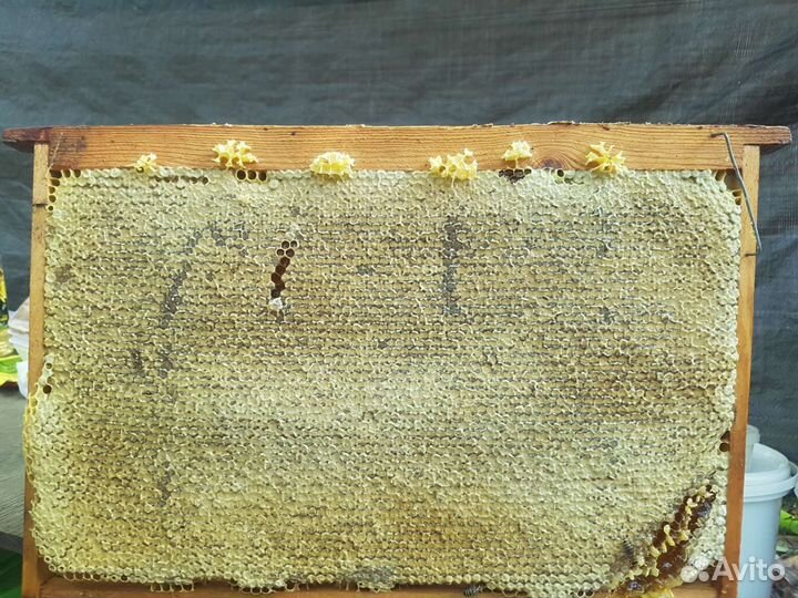 Мед гречишный