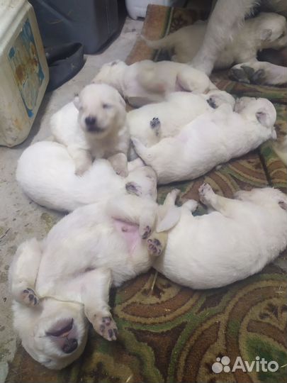 Продаються щенки бшо