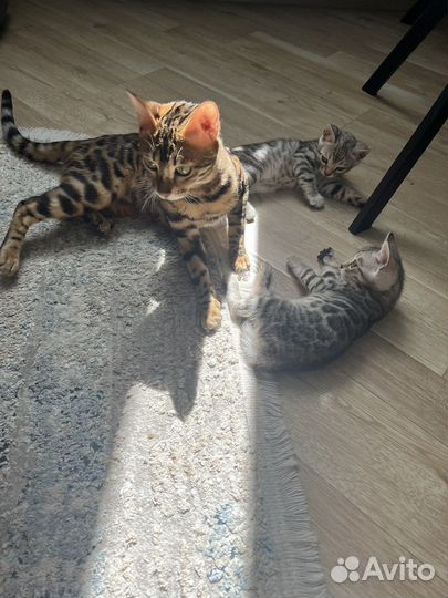 Продажа бенгальской кошки