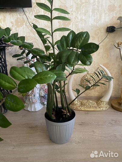 Замиокулькас 1,10